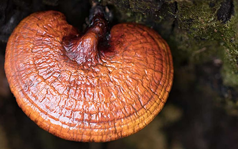 Ganoderma Nedir?
